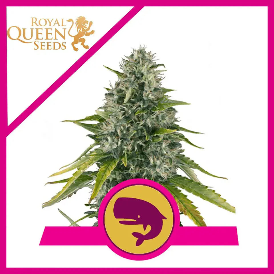 Royal Moby Fem -Royal Queen Seeds (X100/X3/X1) 3