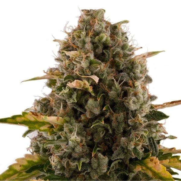 Royal Moby Fem -Royal Queen Seeds (X100/X3/X1) 4