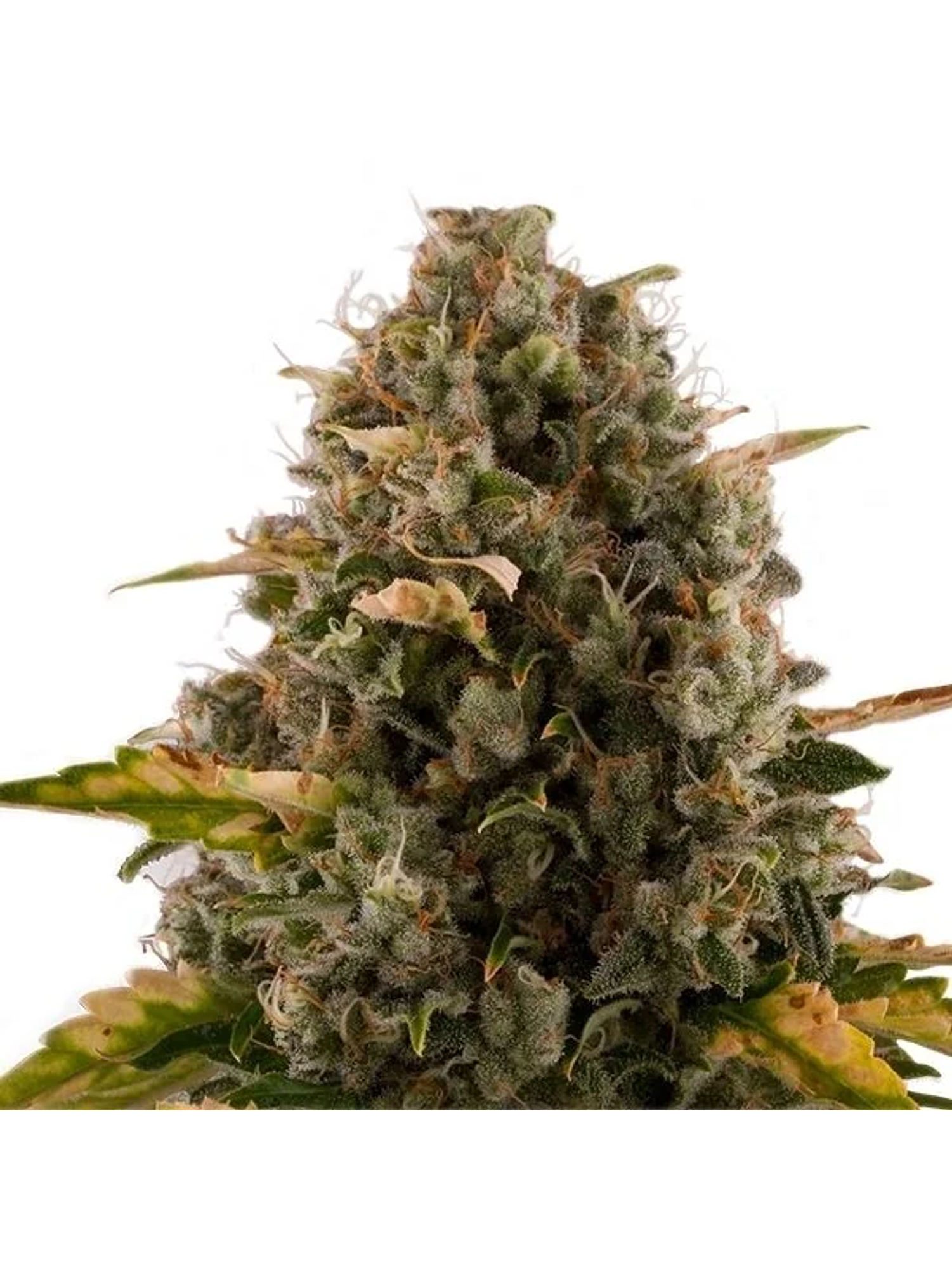 Royal Moby Fem -Royal Queen Seeds (X100/X3/X1) 4