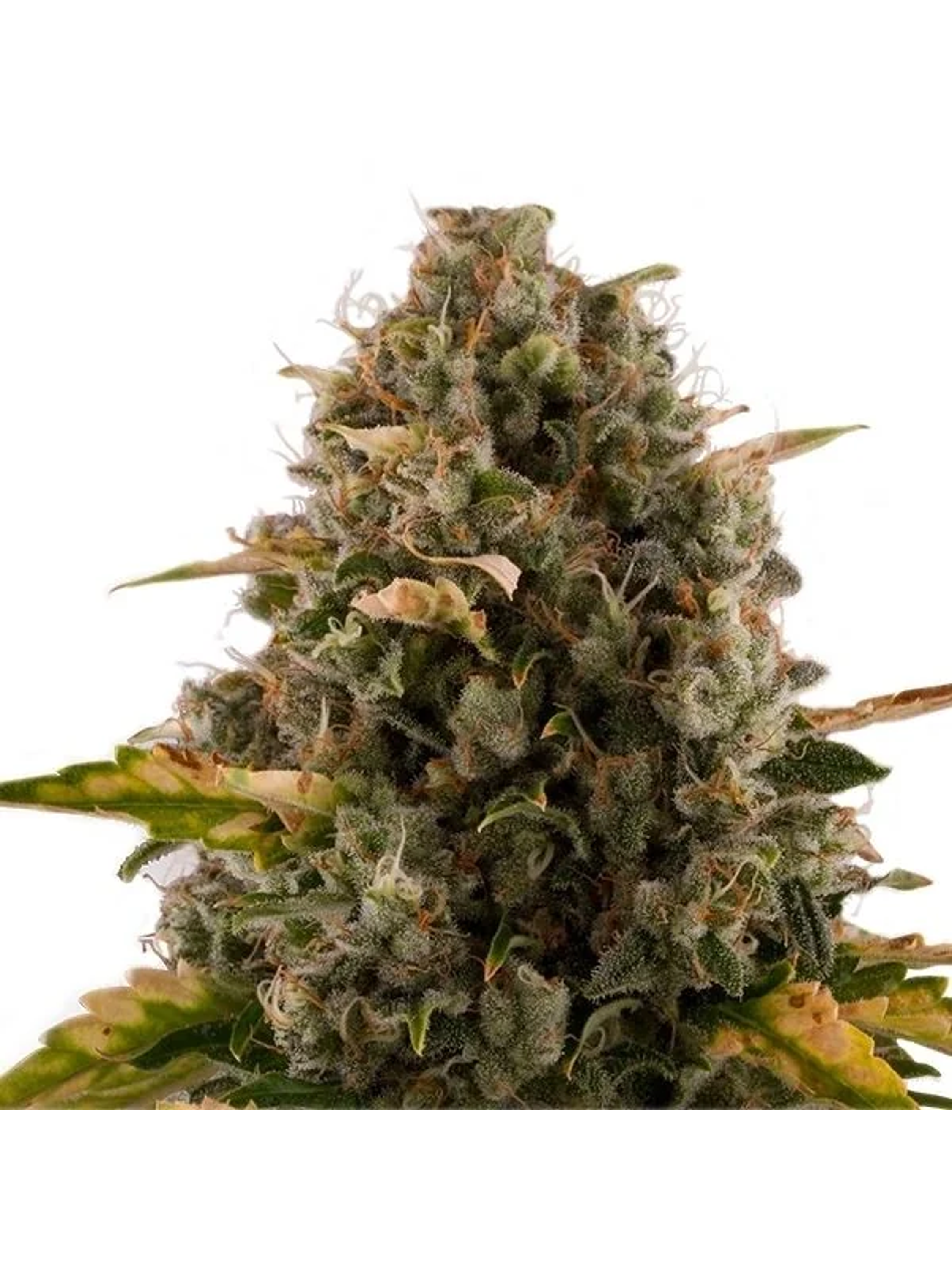 Royal Moby Fem -Royal Queen Seeds (X100/X3/X1) 4