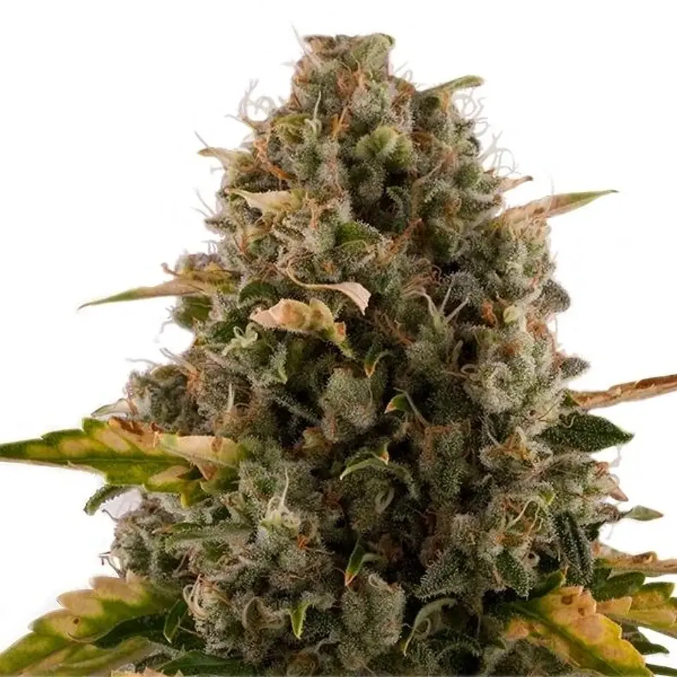 Royal Moby Fem -Royal Queen Seeds (X100/X3/X1) 4