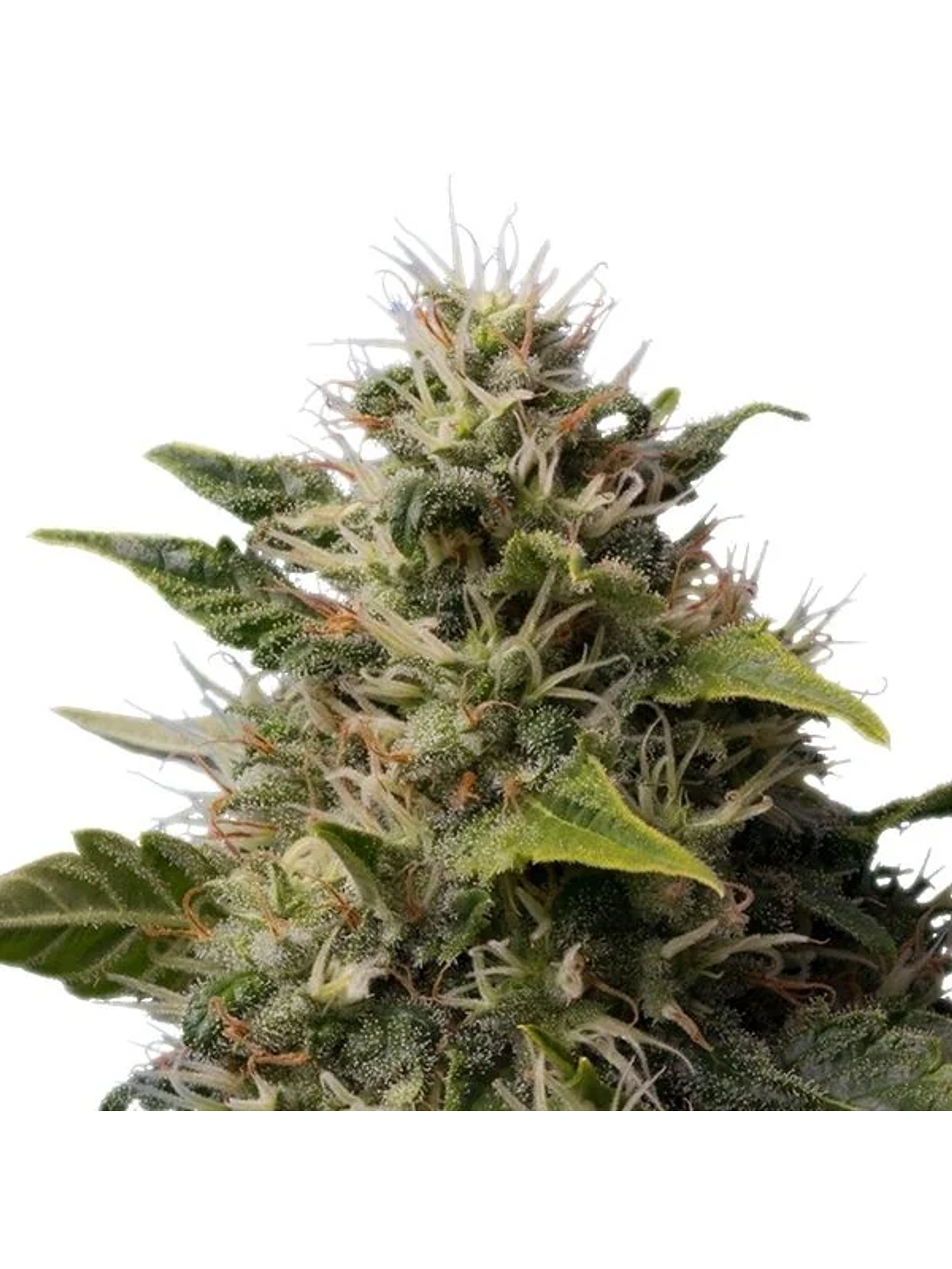 Royal Moby Fem -Royal Queen Seeds (X100/X3/X1) 5