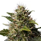 Royal Moby Fem -Royal Queen Seeds (X100/X3/X1) - Miniatura 5