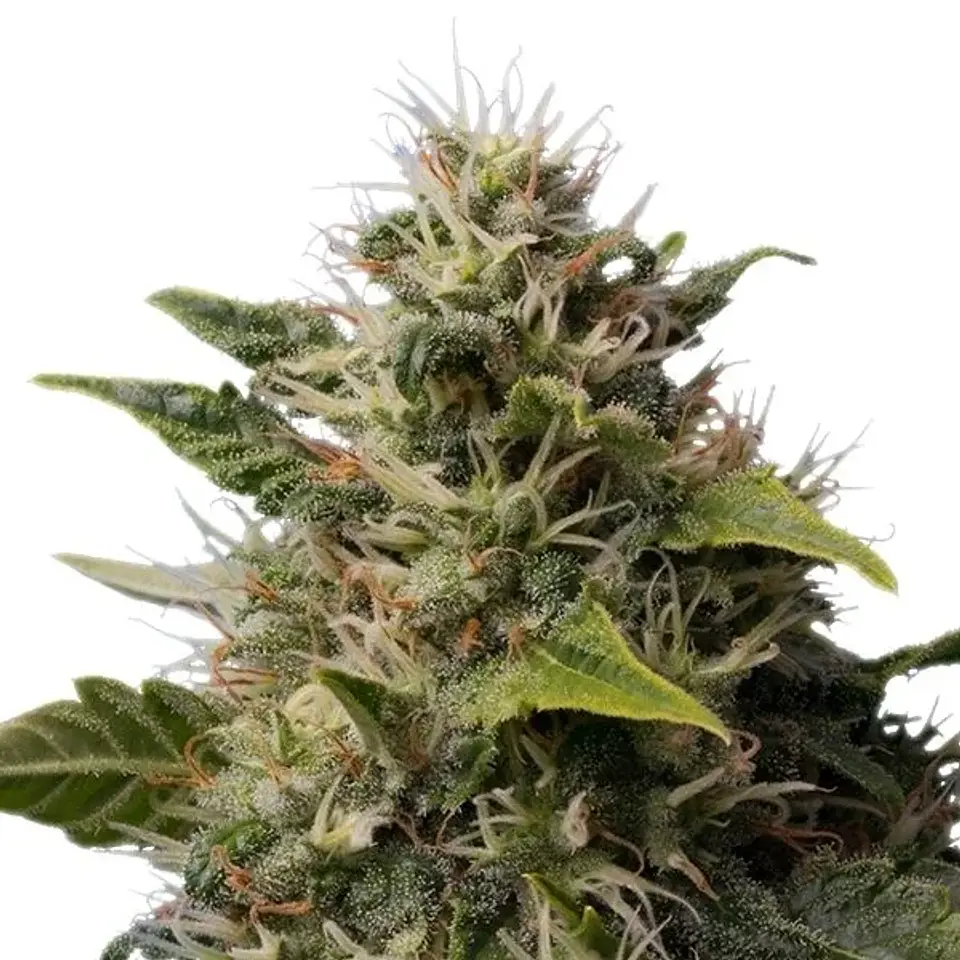 Royal Moby Fem -Royal Queen Seeds (X100/X3/X1) 5
