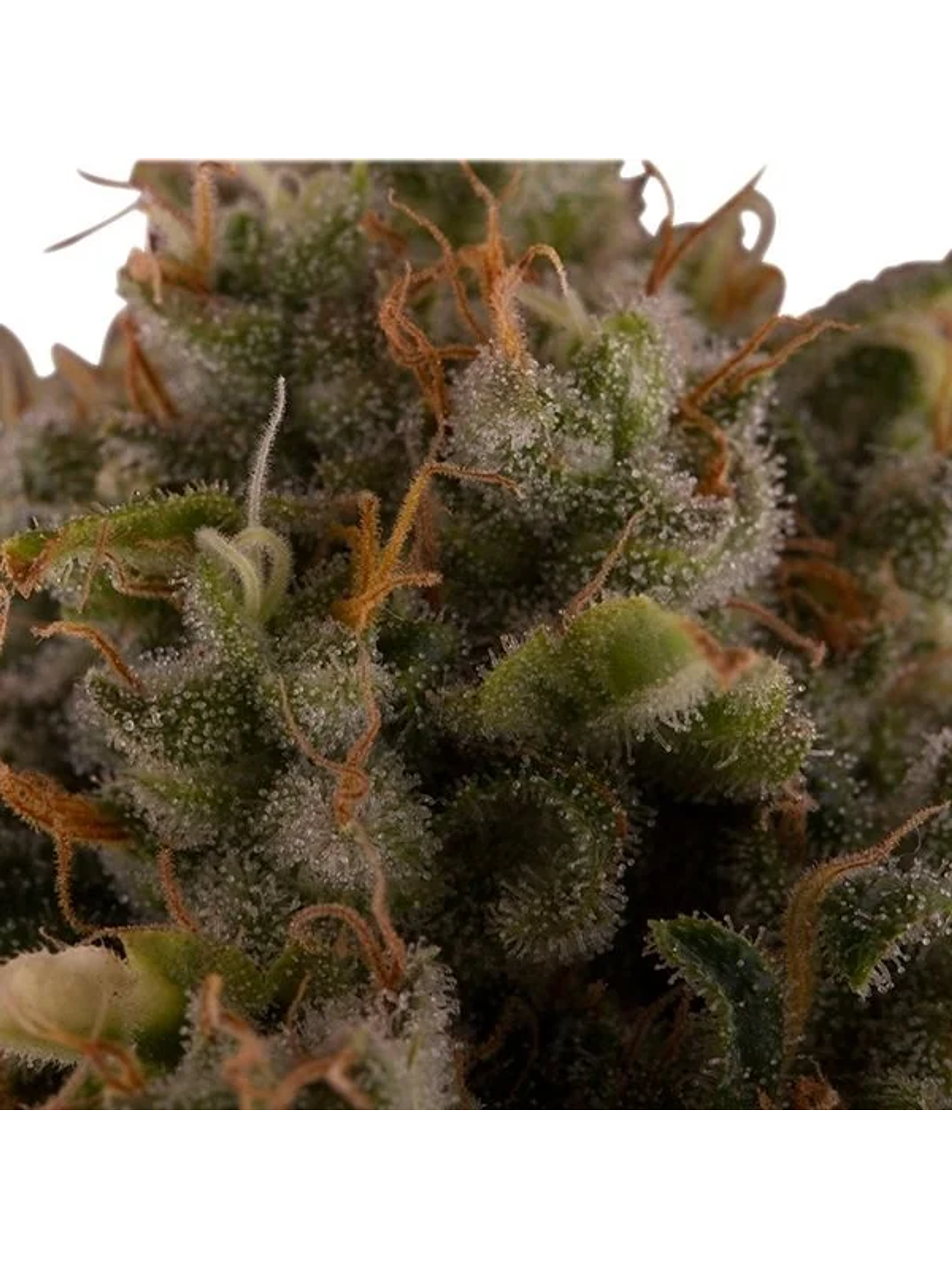 Royal Moby Fem -Royal Queen Seeds (X100/X3/X1) 6