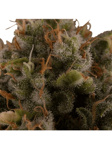 Royal Moby Fem X100-Royal Queen Seeds 6