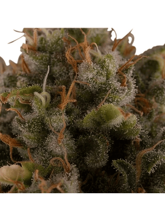 Royal Moby Fem X100-Royal Queen Seeds 6