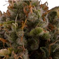 Royal Moby Fem -Royal Queen Seeds (X100/X3/X1) - Miniatura 6