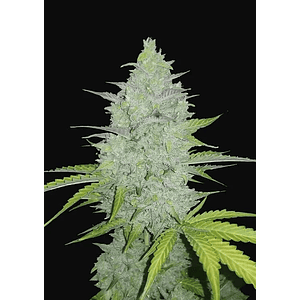 Original Cheese Auto X3-Fast Buds