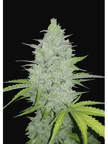 Original Cheese Auto X3-Fast Buds 2