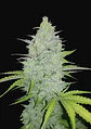 Original Cheese Auto -Fast Buds (X3/X1) - Miniatura 2