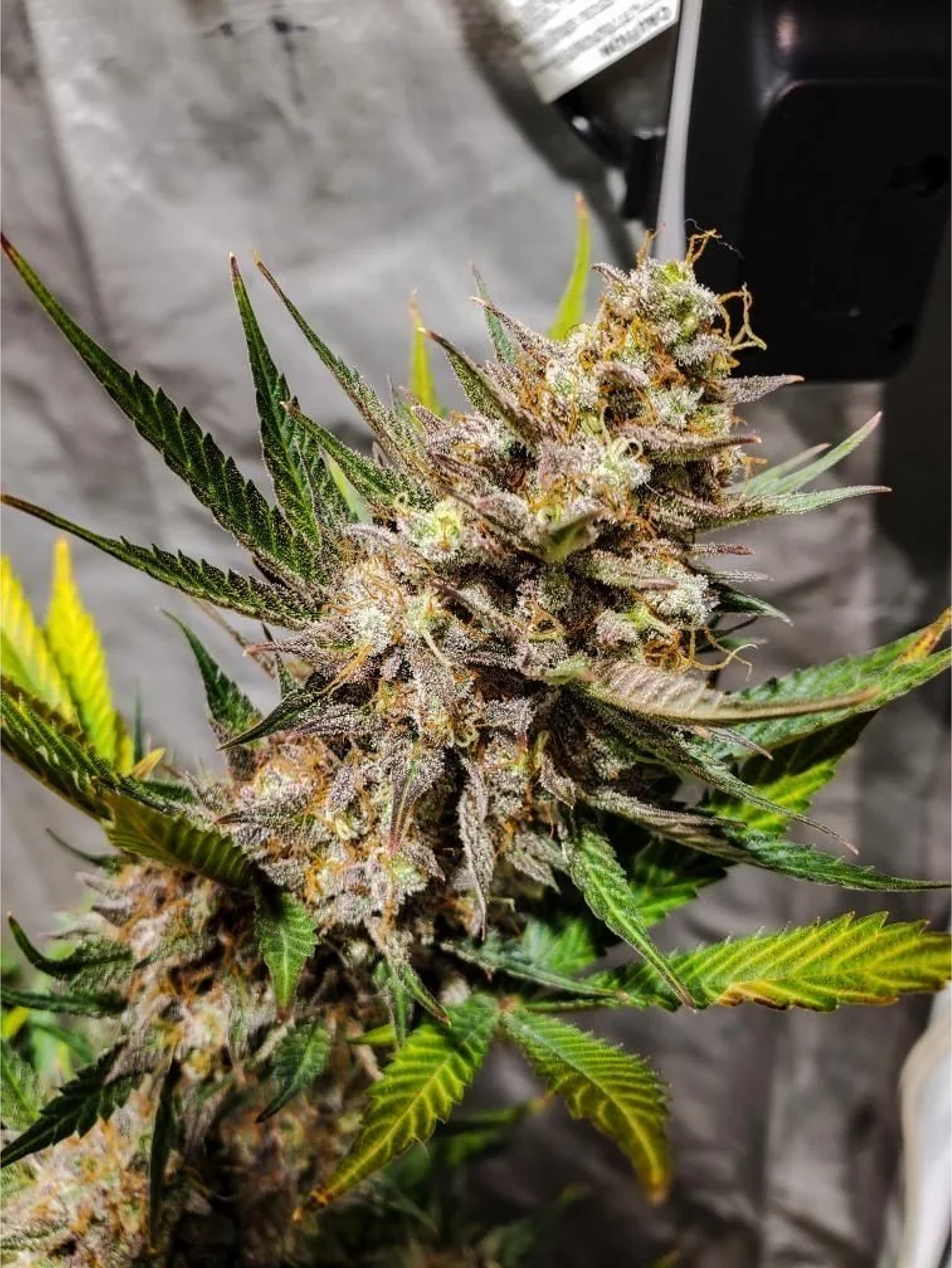 Original Cheese Auto -Fast Buds (X3/X1) 3