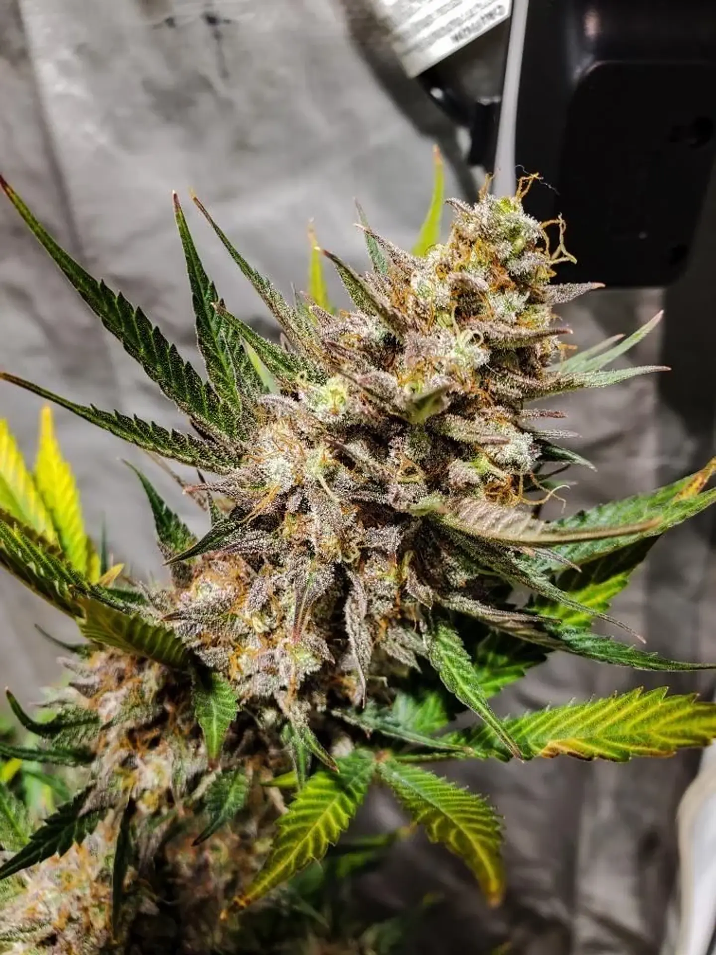 Original Cheese Auto -Fast Buds (X3/X1) 3
