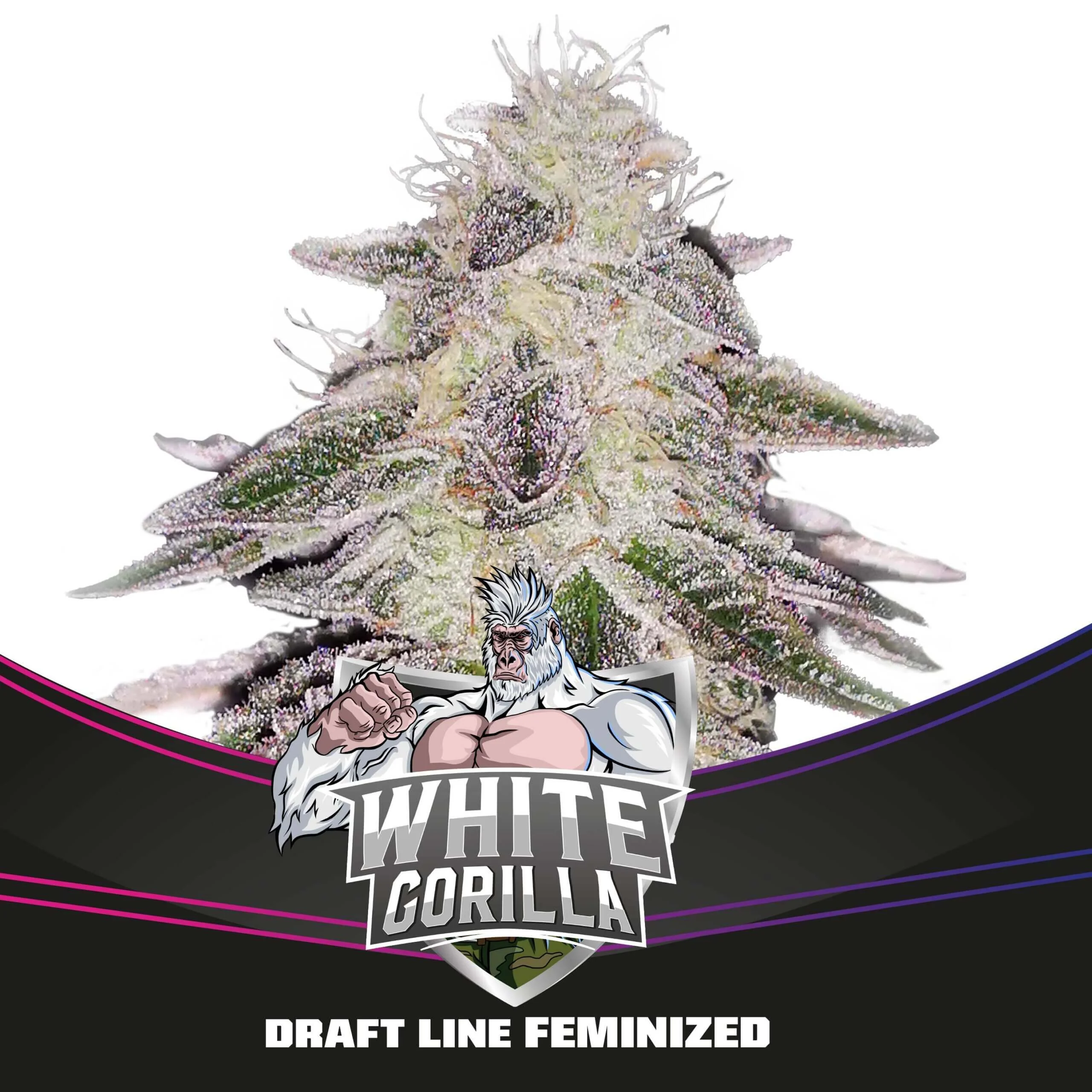 White Gorilla Fem -Bsf (X12/X4/X2) 3
