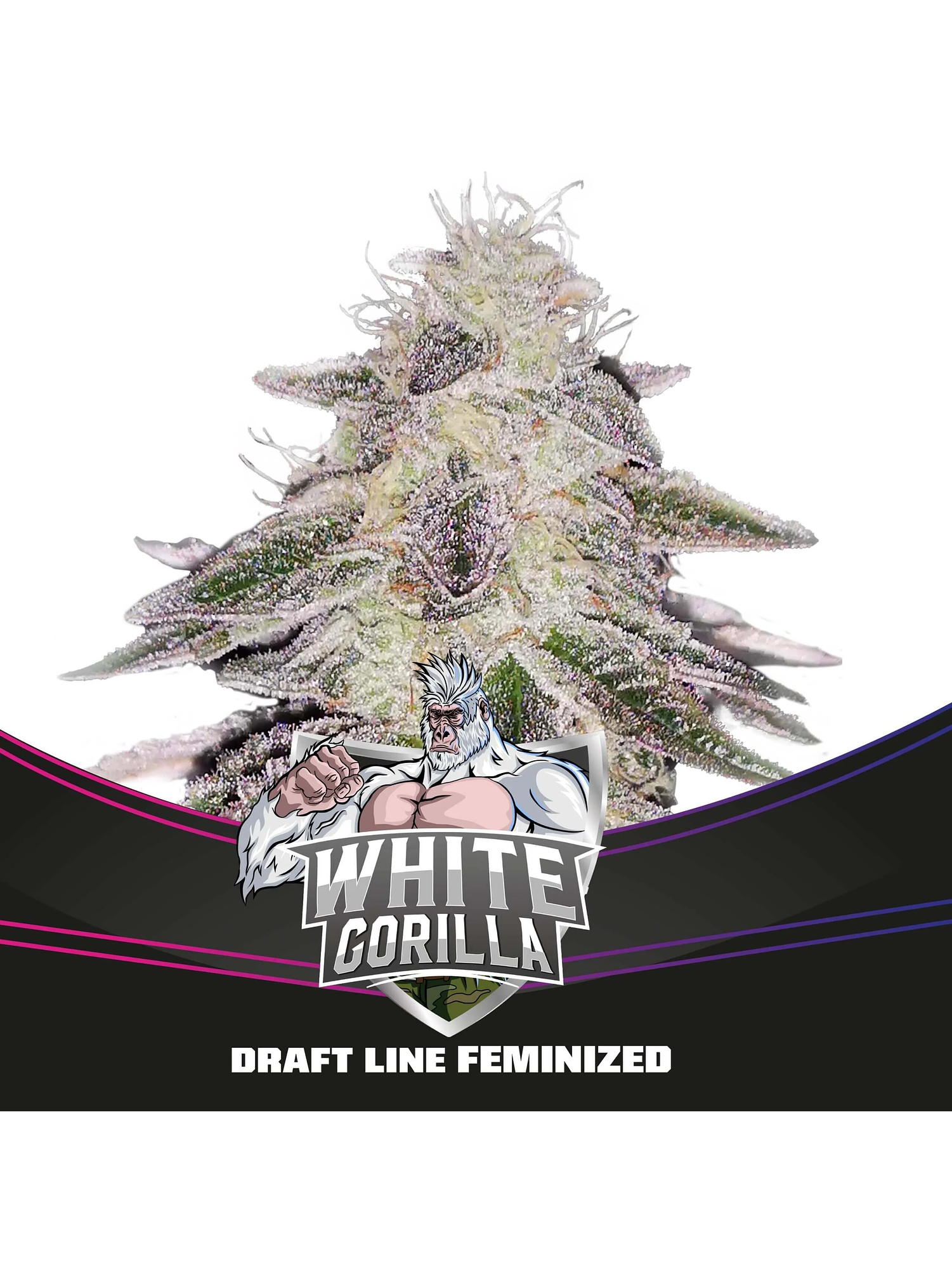 White Gorilla Fem -Bsf (X12/X4/X2) 3