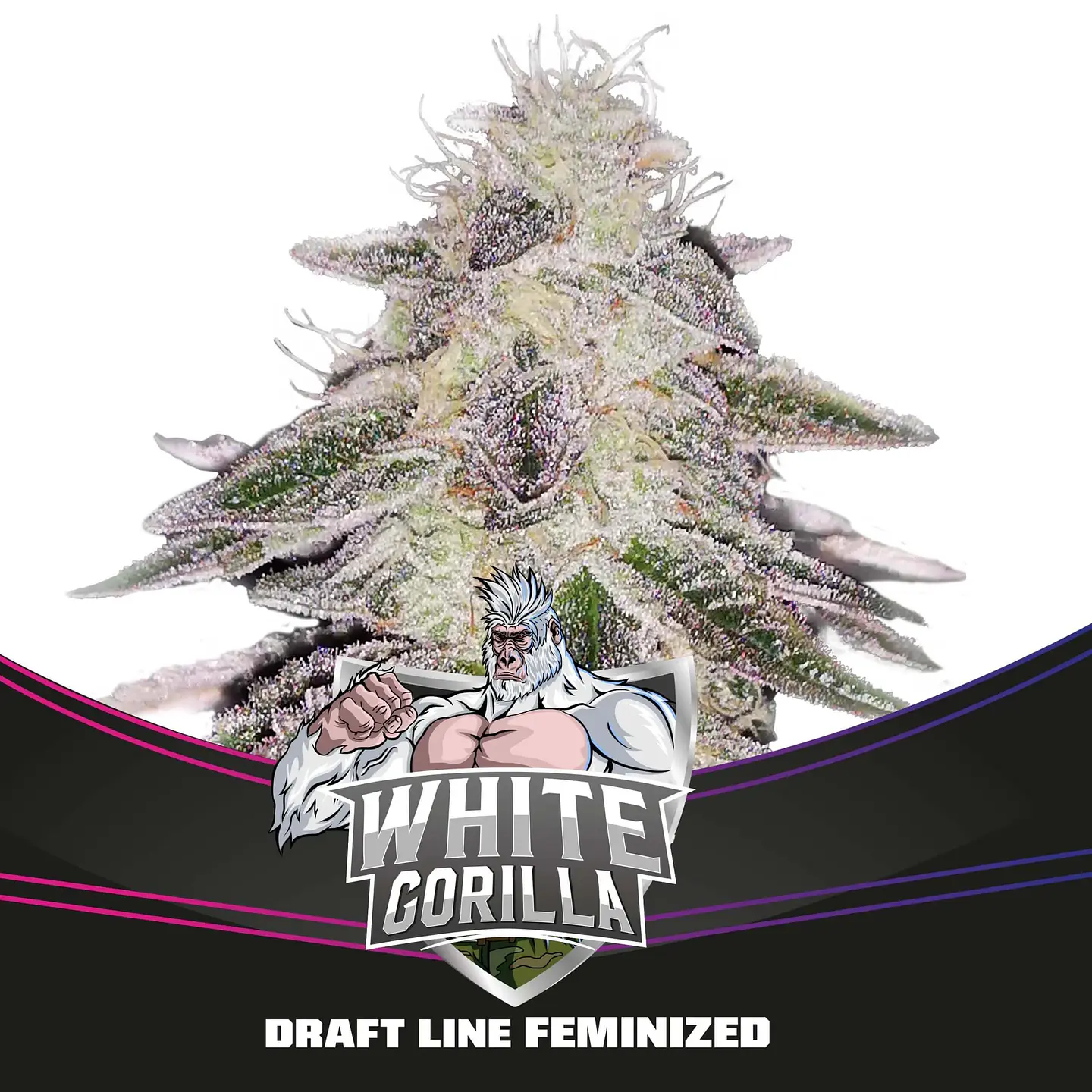 White Gorilla Fem -Bsf (X12/X4/X2) 3