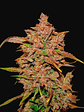 Crystal Meth Auto X3-Fast Buds - Miniatura 2