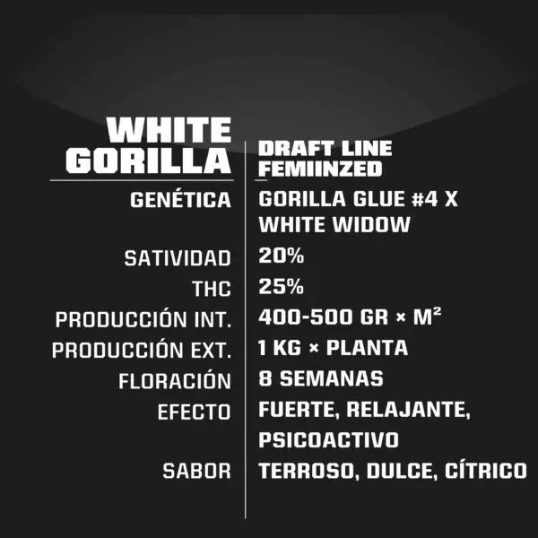 White Gorilla Fem -Bsf (X12/X4/X2) 4