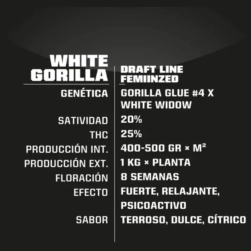 White Gorilla Fem -Bsf (X12/X4/X2) 4