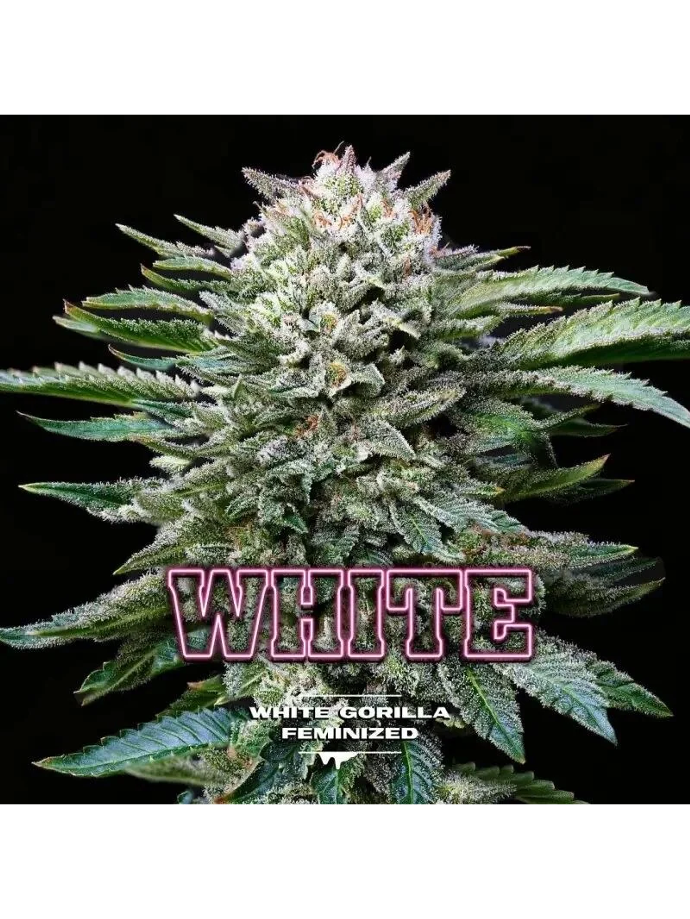 White Gorilla Fem -Bsf (X12/X4/X2) 6
