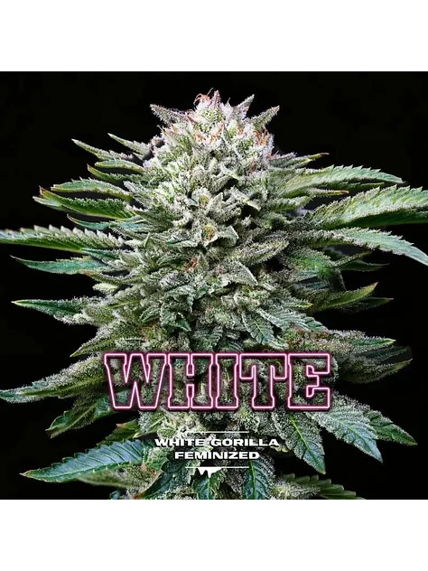 White Gorilla Fem -Bsf (X12/X4/X2) 6