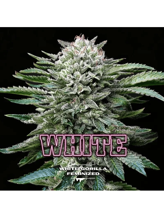 White Gorilla Fem X4-Bsf 6