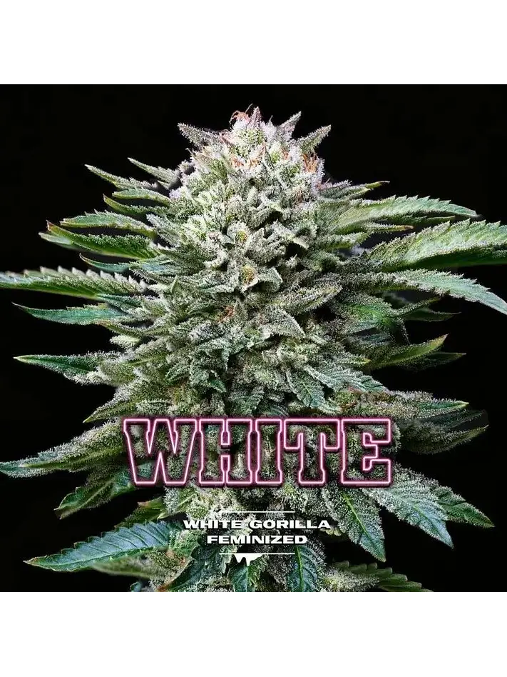 White Gorilla Fem -Bsf (X12/X4/X2) 6