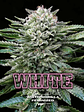 White Gorilla Fem X4-Bsf - Miniatura 6