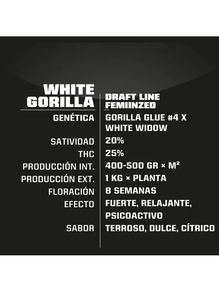 White Gorilla Fem -Bsf (X12/X4/X2) 5
