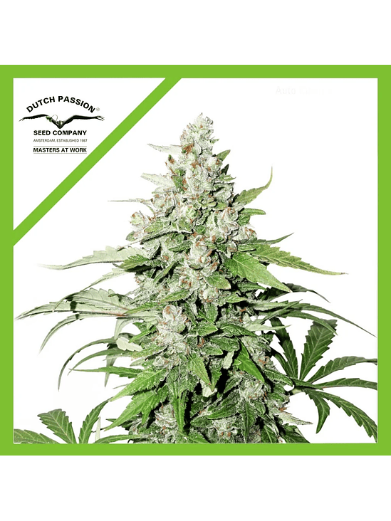 Cinderella Jack  Auto X3-Dutch Passion 3