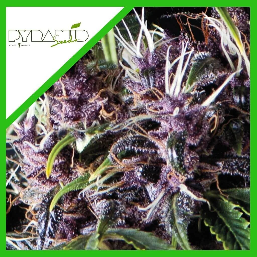 Purple Auto -Pyramid Seeds (X5+2/X3+1) 2