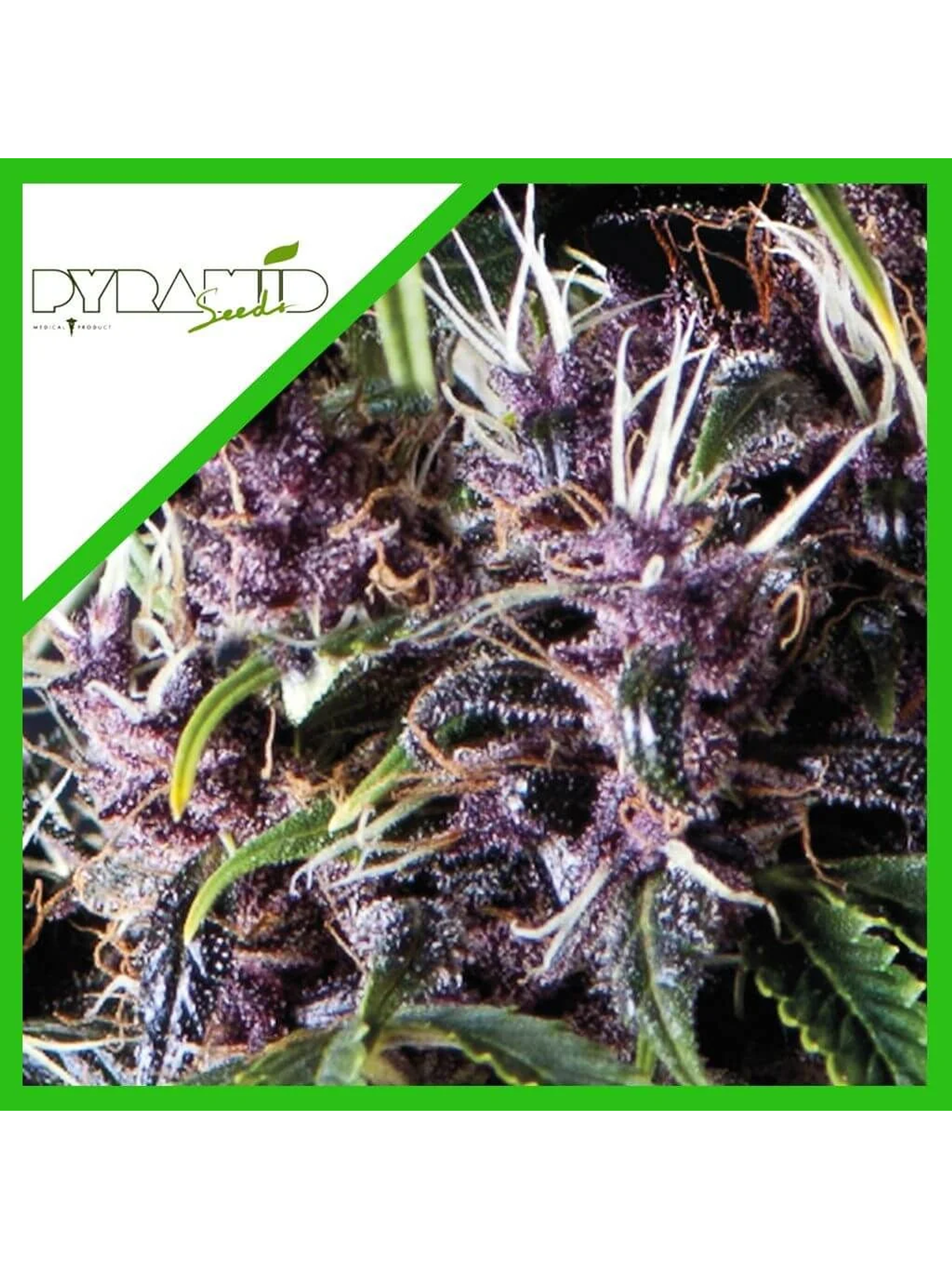 Purple Auto -Pyramid Seeds (X5+2/X3+1) 2
