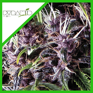 Purple Auto X5+2 -Pyramid Seeds