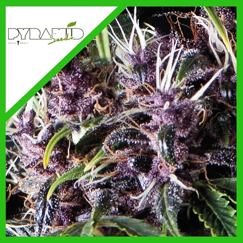 Purple Auto -Pyramid Seeds (X5+2/X3+1)