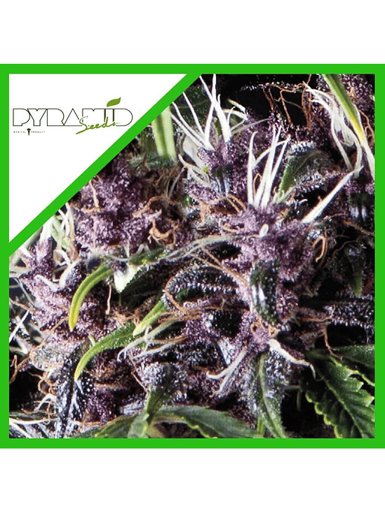 Purple Auto X5+2 -Pyramid Seeds 2