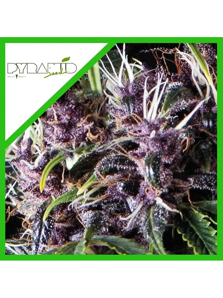 Purple Auto -Pyramid Seeds (X5+2/X3+1) 2