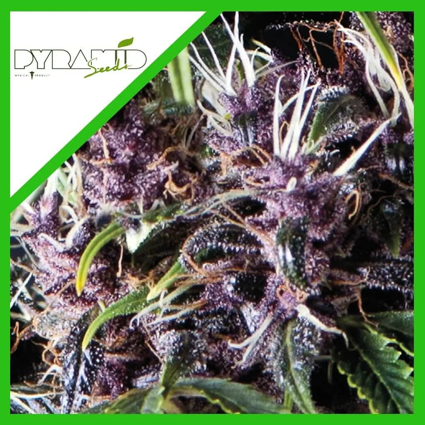 Purple Auto -Pyramid Seeds (X5+2/X3+1) 2