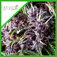 Purple Auto -Pyramid Seeds (X5+2/X3+1) - Miniatura 2