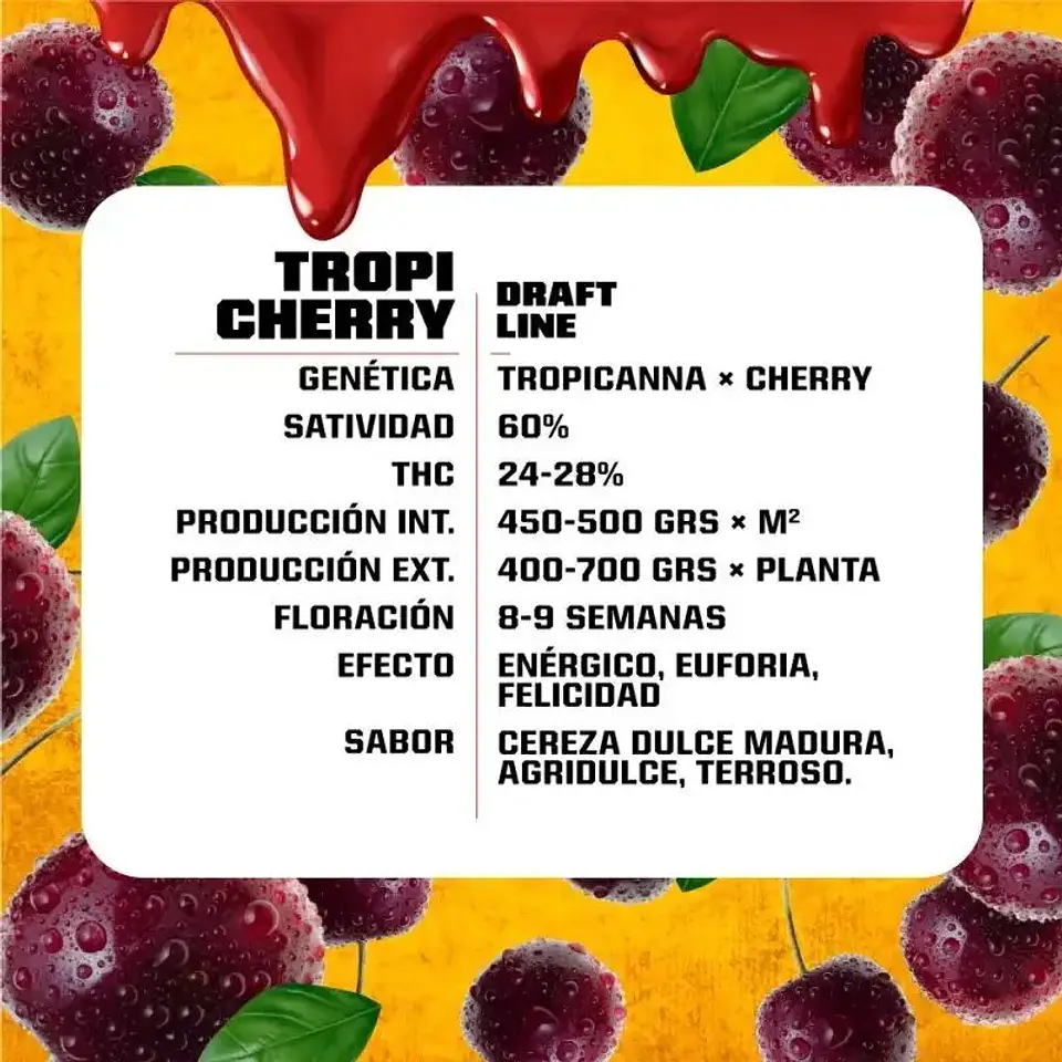 Tropi Cherry Fem -Bsf (X12/X7/X4/X2) 9