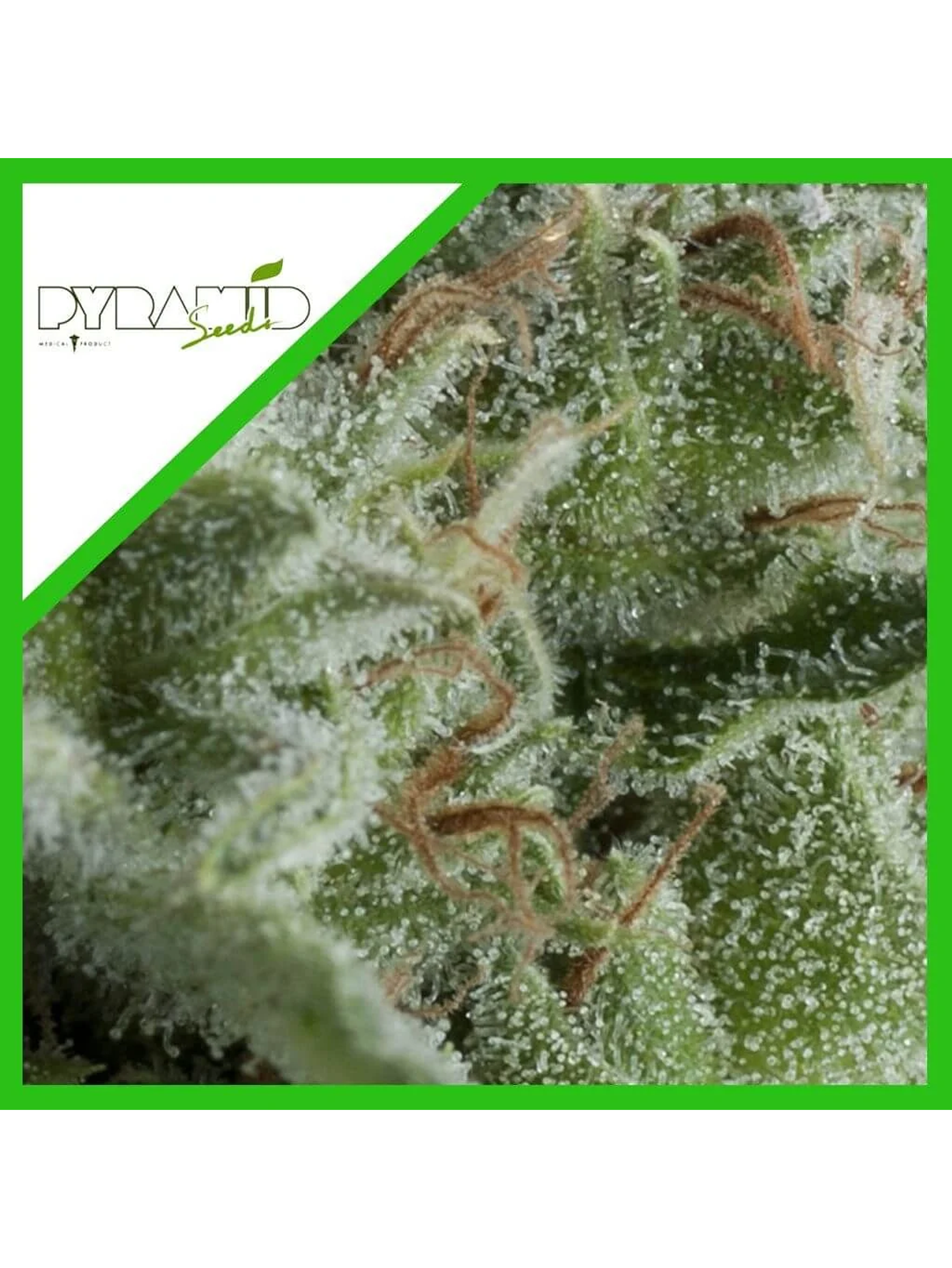 Kryptonite Auto -Pyramid Seeds (X50/X5+2/X3+1/X1) 4