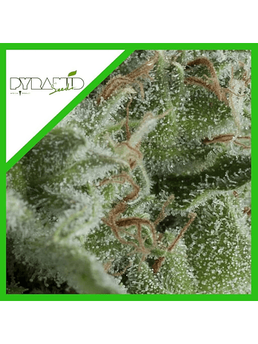 Kryptonite Auto X5+2 -Pyramid Seeds 4