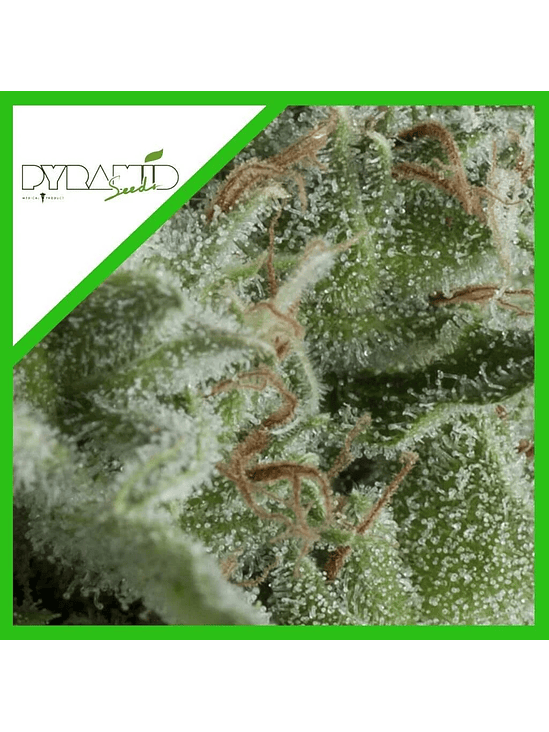 Kryptonite Auto X5+2 -Pyramid Seeds 4