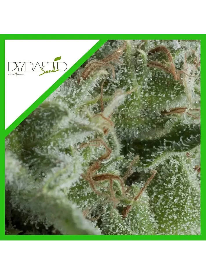 Kryptonite Auto -Pyramid Seeds (X50/X5+2/X3+1/X1) 4