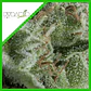 Kryptonite Auto -Pyramid Seeds (X50/X5+2/X3+1/X1) - Miniatura 4