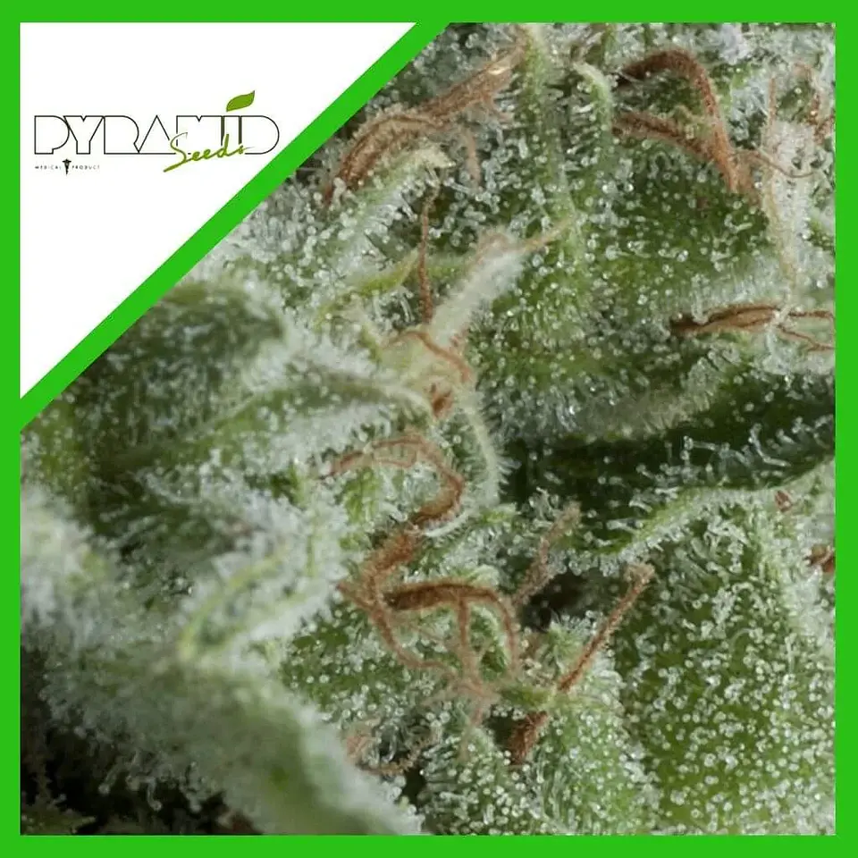 Kryptonite Auto -Pyramid Seeds (X50/X5+2/X3+1/X1) 4