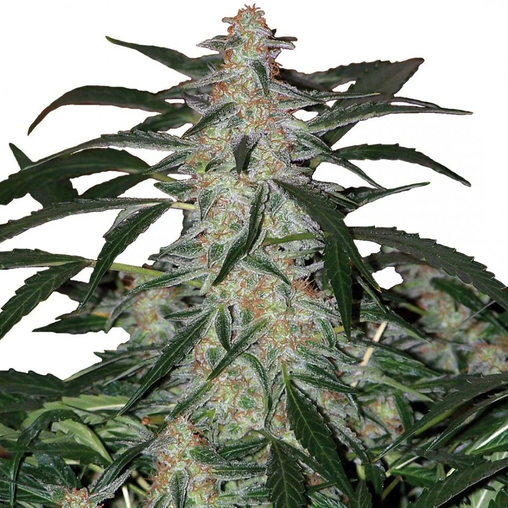 Deimos Auto -Buddha Seeds (X50/X3+1/X3) 2