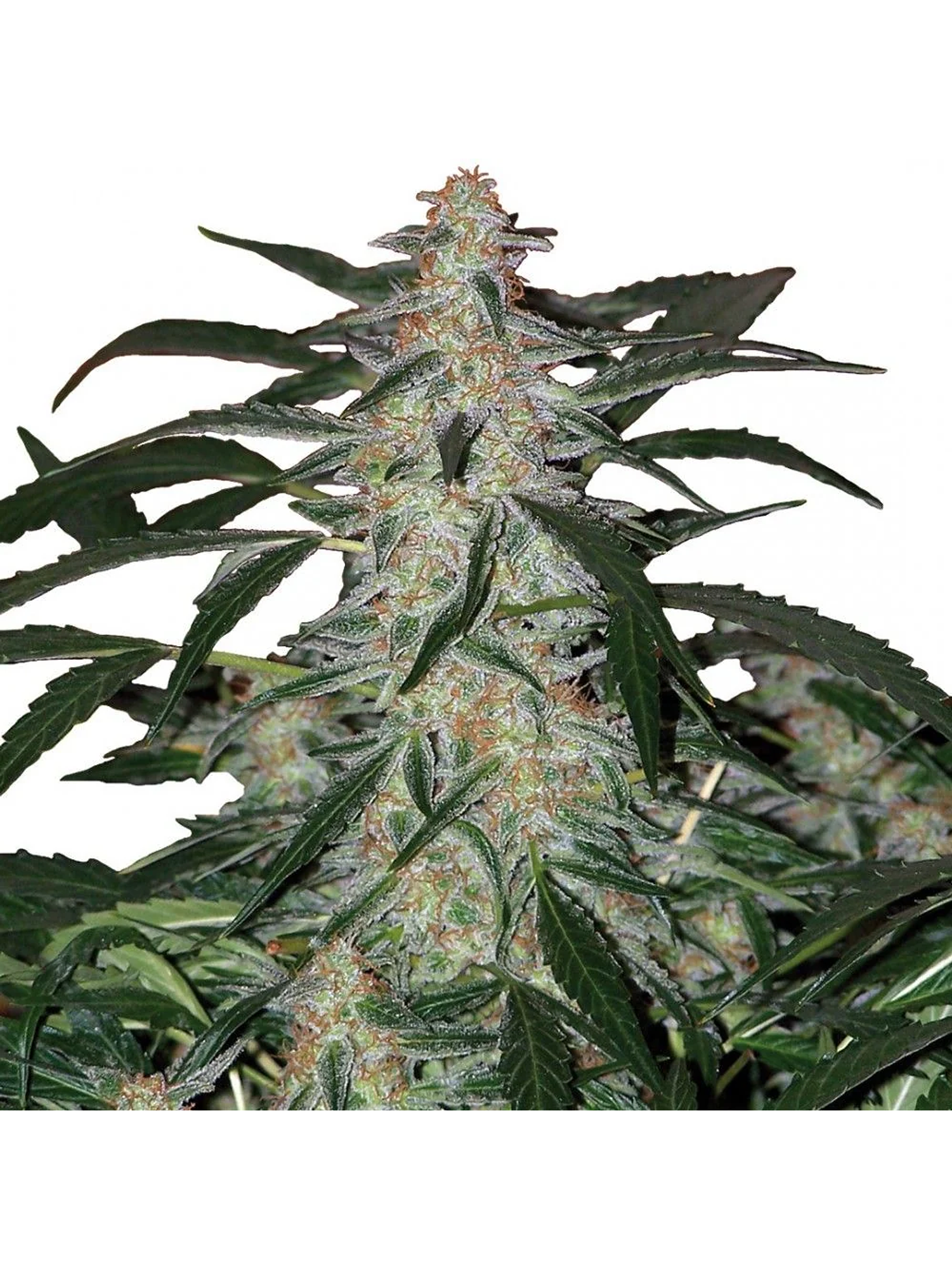 Deimos Auto -Buddha Seeds (X50/X3+1/X3) 2