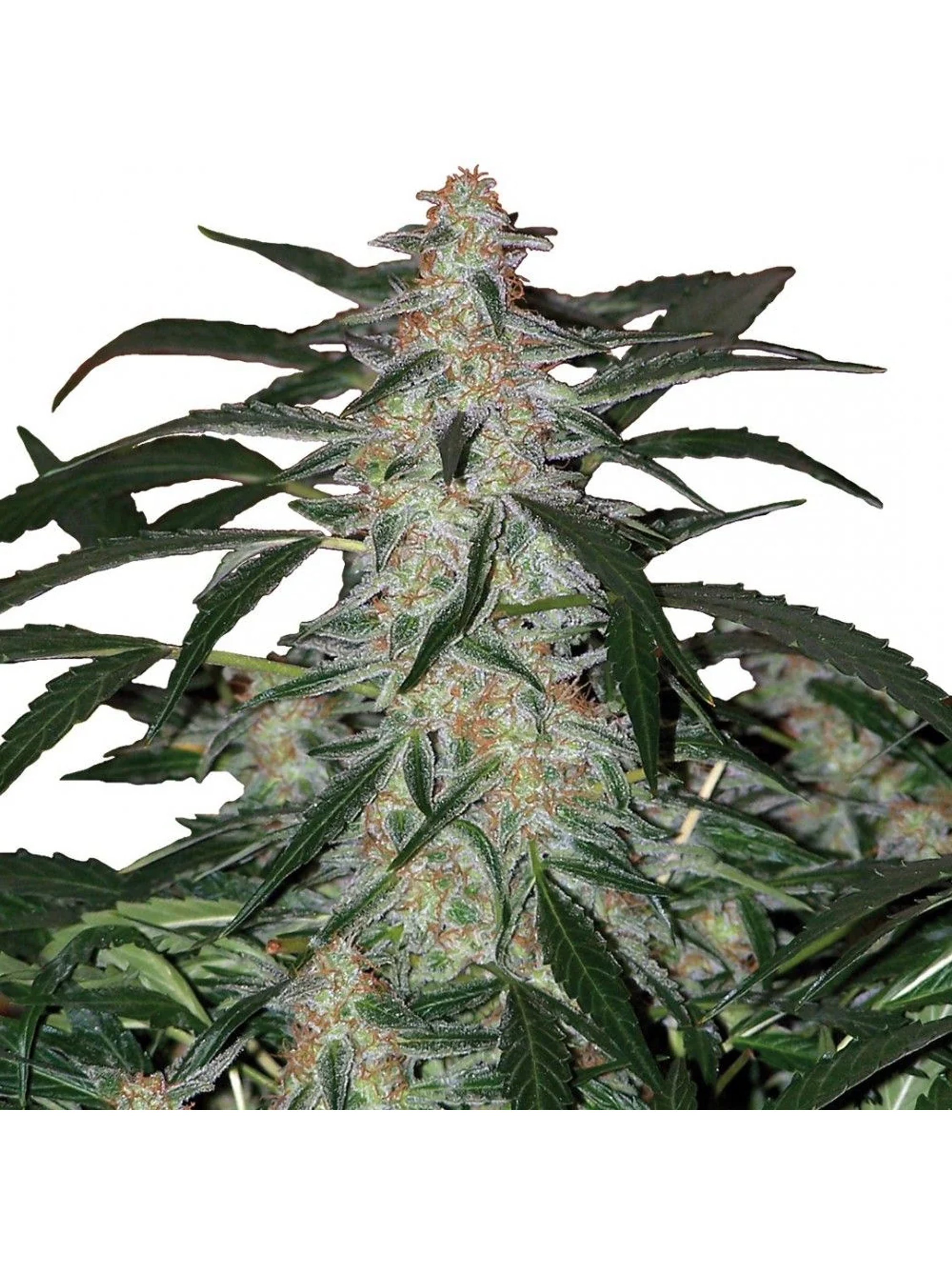 Deimos Auto -Buddha Seeds (X50/X3+1/X3) 2