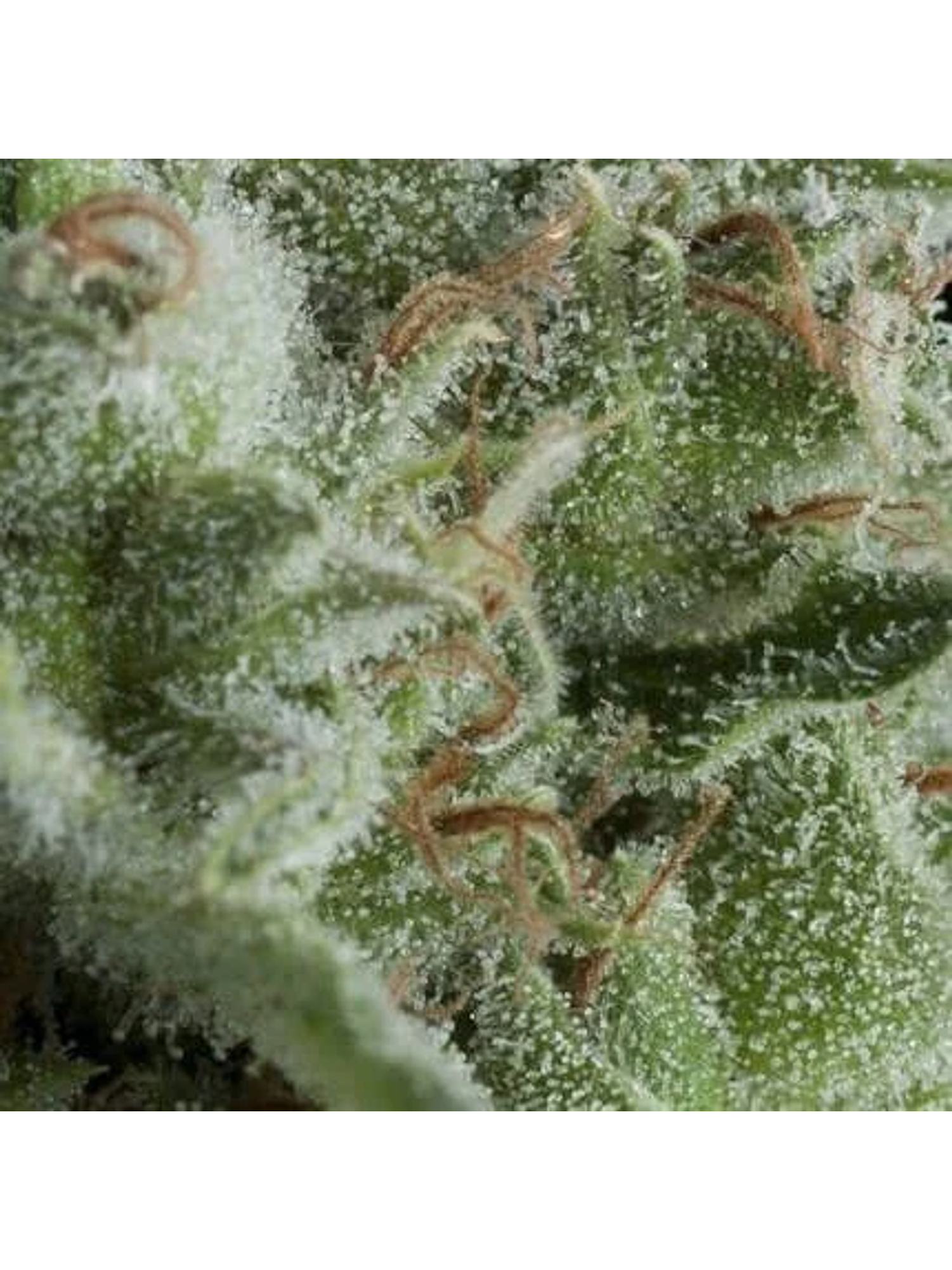 Kryptonite Auto -Pyramid Seeds (X50/X5+2/X3+1/X1) 5