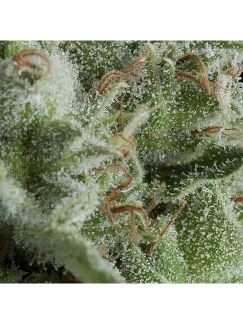 Kryptonite Auto -Pyramid Seeds (X50/X5+2/X3+1/X1) 5